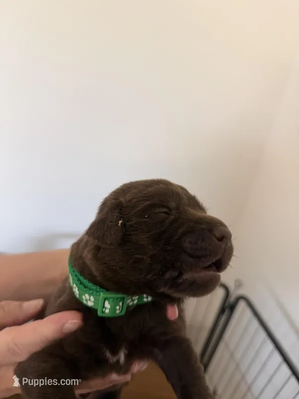 Male/green – Labrador Retriever puppy for sale in Gresham, OR