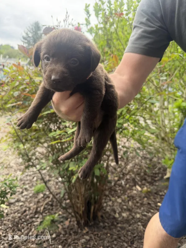 Female/pink – Labrador Retriever puppy for sale in Gresham, OR