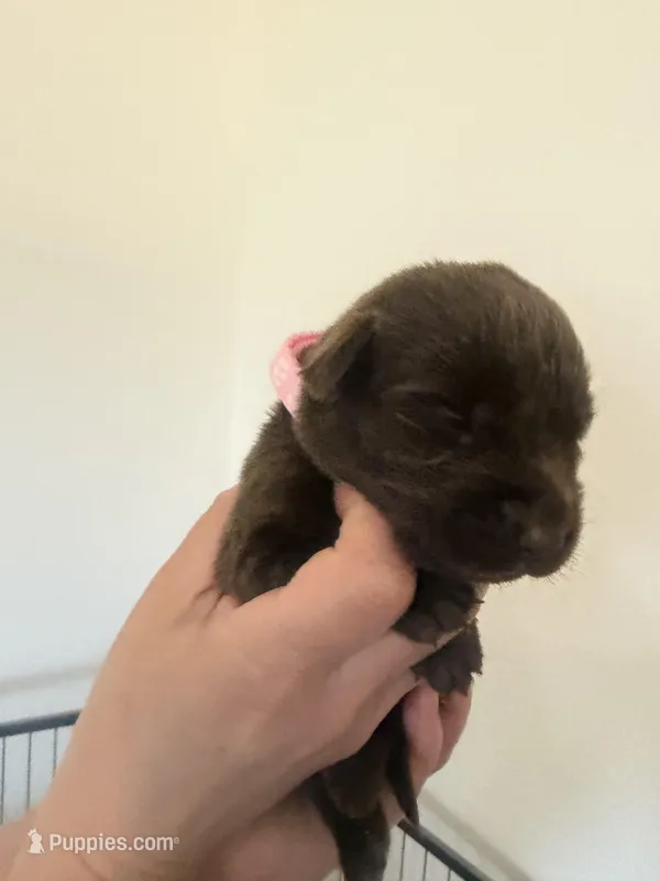 Female/pink – Labrador Retriever puppy for sale in Gresham, OR