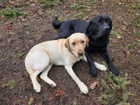 Sarah/blue, a female Labrador Retriever for sale in Gresham, OR – Photo 4 of 4