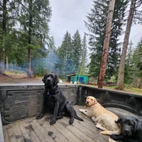 Sarah/blue, a female Labrador Retriever for sale in Gresham, OR – Photo 3 of 4