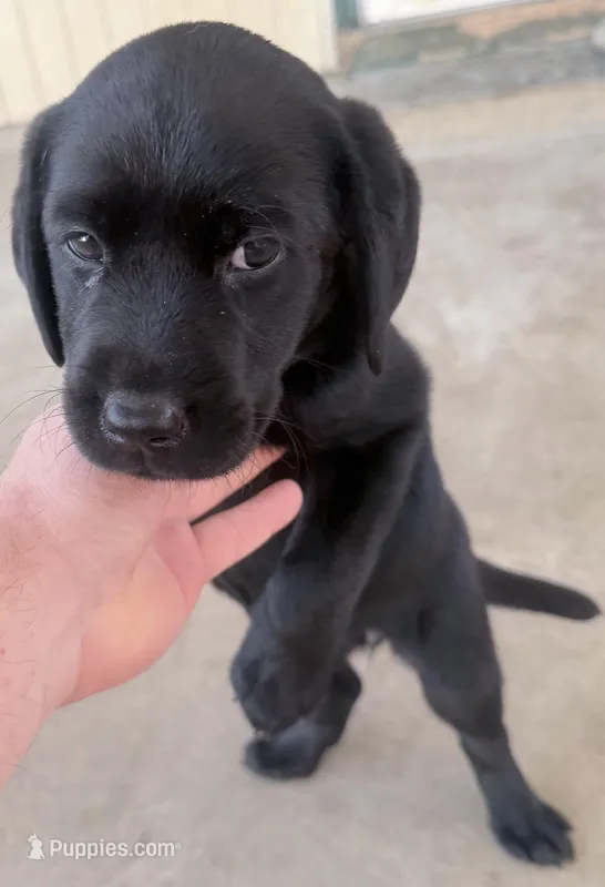 Sarah/blue – Labrador Retriever puppy for sale in Gresham, OR