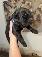 Sarah/blue, a female Labrador Retriever for sale in Gresham, OR – Photo 1 of 4