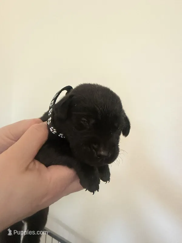 Male/black – Labrador Retriever puppy for sale in Gresham, OR