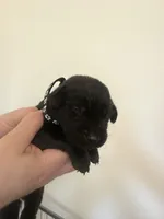 Male/black, a male Labrador Retriever for sale in Gresham, OR – Photo 1 of 4