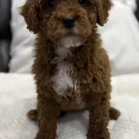 Chubbs, a male Miniature Goldendoodle for sale in Jamaica, NY – Photo 3 of 3