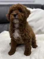 Chubbs, a male Miniature Goldendoodle for sale in Jamaica, NY – Photo 5 of 5