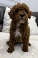 Chubbs, a male Miniature Goldendoodle for sale in Jamaica, NY – Photo 4 of 5