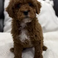 Chubbs, a male Miniature Goldendoodle for sale in Jamaica, NY – Photo 1 of 3