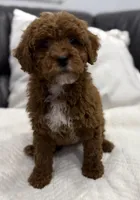 Chubbs, a male Miniature Goldendoodle for sale in Jamaica, NY – Photo 1 of 5