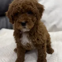Chubbs, a male Miniature Goldendoodle for sale in Jamaica, NY – Photo 2 of 3