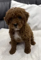 Chubbs, a male Miniature Goldendoodle for sale in Jamaica, NY – Photo 2 of 5