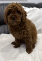 Billy, a male Miniature Goldendoodle for sale in Jamaica, NY – Photo 1 of 5