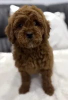 Billy, a male Miniature Goldendoodle for sale in Jamaica, NY – Photo 4 of 5