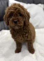 Billy, a male Miniature Goldendoodle for sale in Jamaica, NY – Photo 2 of 5