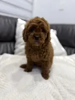 Billy, a male Miniature Goldendoodle for sale in Jamaica, NY – Photo 5 of 5