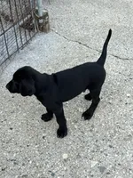 Hoss, a male Treeing Walker Coonhound and Labrador Retriever for sale in Sanborn, IA – 2 of 4