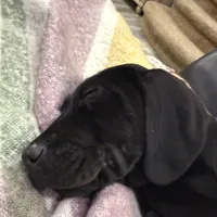 Titan, a male Plott and Labrador Retriever for sale in Sanborn, IA – Photo 4 of 9