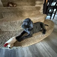 Titan, a male Plott and Labrador Retriever for sale in Sanborn, IA – Photo 5 of 9