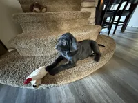 Gus, a male Plott and Labrador Retriever for sale in Sanborn, IA – Photo 5 of 9