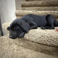 Titan, a male Plott and Labrador Retriever for sale in Sanborn, IA – Photo 2 of 9