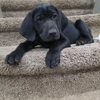 Titan, a male Plott and Labrador Retriever for sale in Sanborn, IA – Photo 7 of 9
