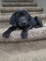 Gus, a male Plott and Labrador Retriever for sale in Sanborn, IA – Photo 7 of 9