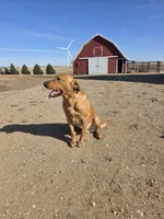 Gus, a male Plott and Labrador Retriever for sale in Sanborn, IA – Photo 9 of 9