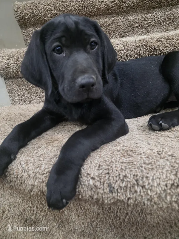 Gus, a male Plott and Labrador Retriever for sale in Sanborn, IA – Photo 1 of 9
