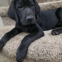 Titan, a male Plott and Labrador Retriever for sale in Sanborn, IA – Photo 1 of 9