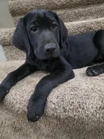 Gus, a male Plott and Labrador Retriever for sale in Sanborn, IA – Photo 1 of 9