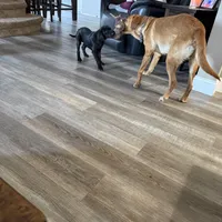 Titan, a male Plott and Labrador Retriever for sale in Sanborn, IA – Photo 6 of 9