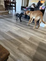 Gus, a male Plott and Labrador Retriever for sale in Sanborn, IA – Photo 6 of 9