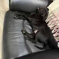 Titan, a male Plott and Labrador Retriever for sale in Sanborn, IA – Photo 3 of 9