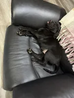 Gus, a male Plott and Labrador Retriever for sale in Sanborn, IA – Photo 3 of 9