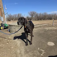 Titan, a male Plott and Labrador Retriever for sale in Sanborn, IA – Photo 9 of 9