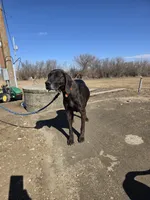 Gus, a male Plott and Labrador Retriever for sale in Sanborn, IA – Photo 8 of 9