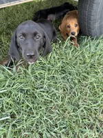 Twinkle Toes, a female Treeing Walker Coonhound and Labrador Retriever for sale in Sanborn, IA – 8 of 8