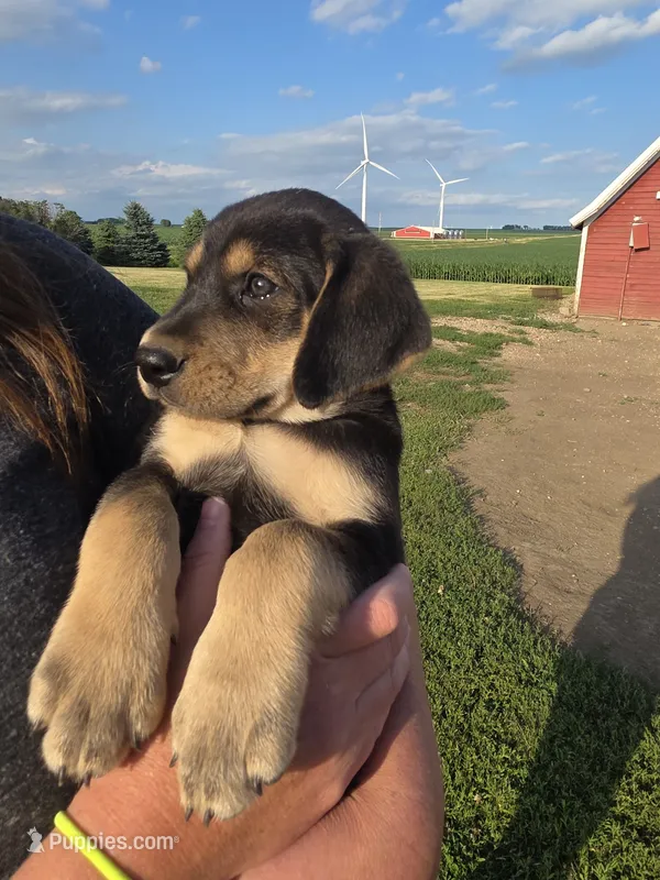 Willy – Plott, Labrador Retriever puppy for sale in Sanborn, IA