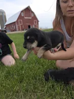 Lilly, a female Plott and Labrador Retriever for sale in Sanborn, IA – 2 of 5