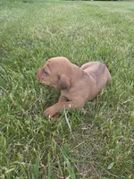Stan, a male Plott and Labrador Retriever for sale in Sanborn, IA – 6 of 8