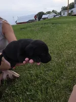 Babe, a male Plott and Labrador Retriever for sale in Sanborn, IA – 4 of 7