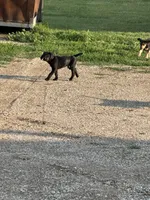 Twinkle Toes, a female Treeing Walker Coonhound and Labrador Retriever for sale in Sanborn, IA – 3 of 8