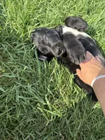 Hoss, a male Treeing Walker Coonhound and Labrador Retriever for sale in Sanborn, IA – 4 of 4