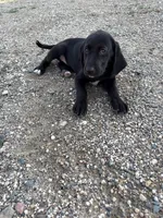 Twinkle Toes, a female Treeing Walker Coonhound and Labrador Retriever for sale in Sanborn, IA – 6 of 8