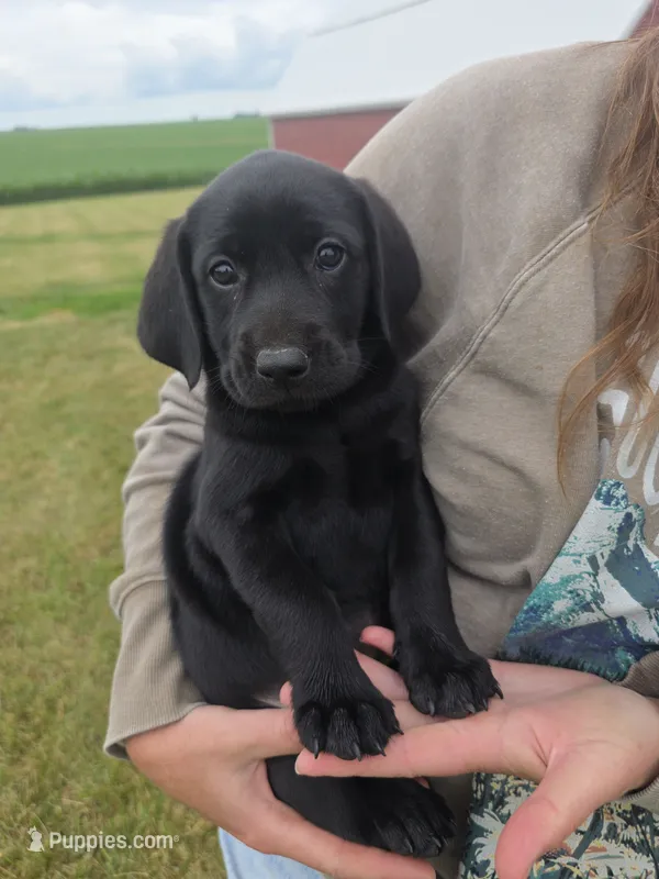Sarina – Plott, Labrador Retriever puppy for sale in Sanborn, IA