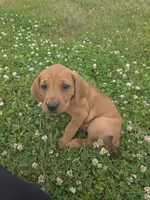 Red, a male Plott and Labrador Retriever for sale in Sanborn, IA – 3 of 8