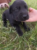 Ann, a female Treeing Walker Coonhound and Labrador Retriever for sale in Sanborn, IA – 3 of 3