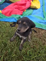 Willy, a male Plott and Labrador Retriever for sale in Sanborn, IA – 3 of 6