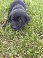 Sally, a male Treeing Walker Coonhound and Labrador Retriever for sale in Sanborn, IA – 2 of 3